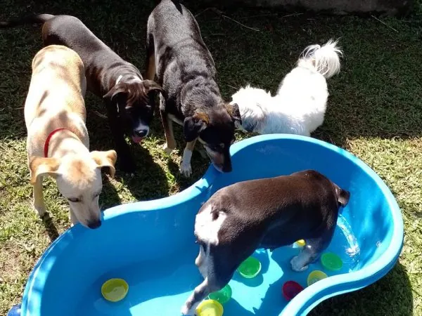 Cães brincando no Day Care do Espaço CatDog em Ubatuba