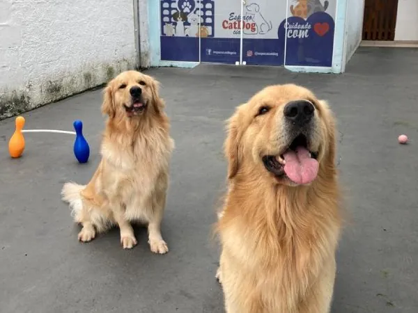 Cães golden retriever no Day Care do Espaço CatDog