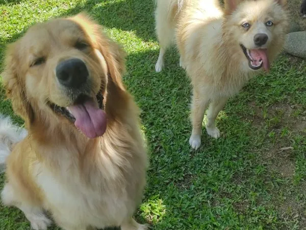 Cão hospedado no Hotel Pet do Espaço CatDog em Ubatuba
